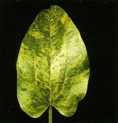 Echinodorus Marble Queen mit deformierten Blättern